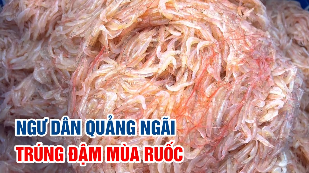 Ngư dân Quảng Ngãi trúng đậm mùa ruốc | PTQ