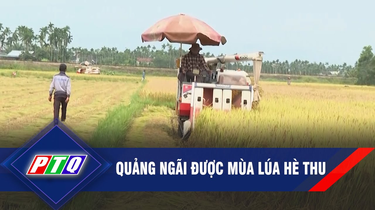 QUẢNG NGÃI ĐƯỢC MÙA LÚA HÈ THU | PTQ