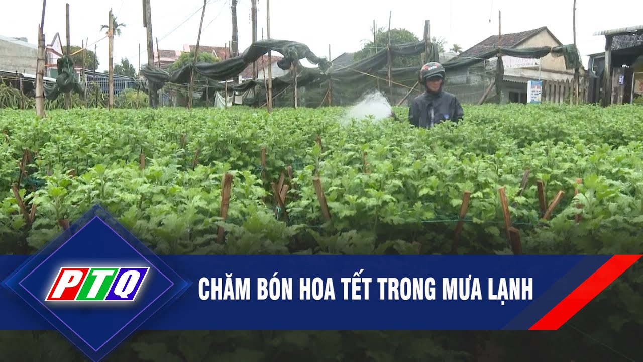 Chăm bón hoa tết trong mưa lạnh | PTQ