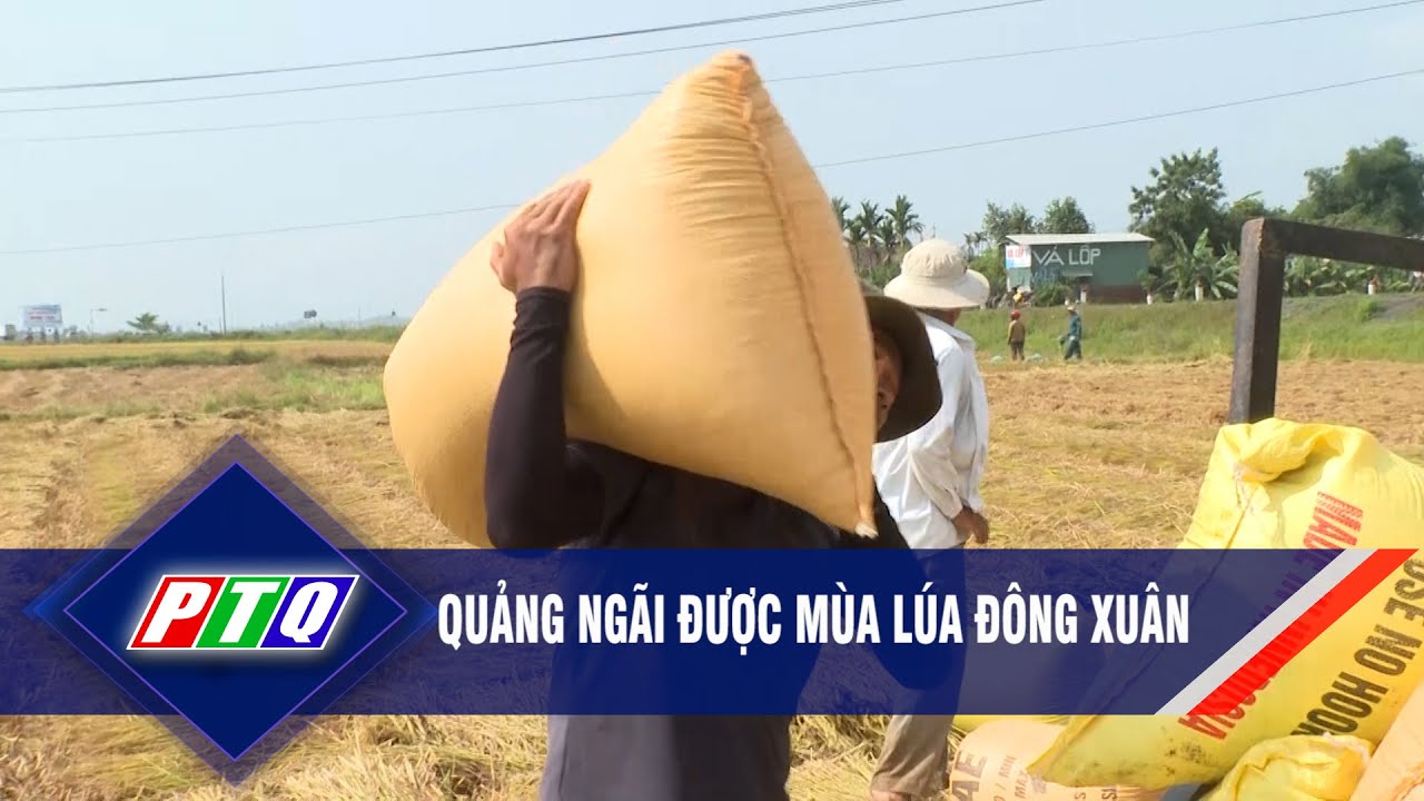 Quảng Ngãi được mùa lúa Đông Xuân  | PTQ