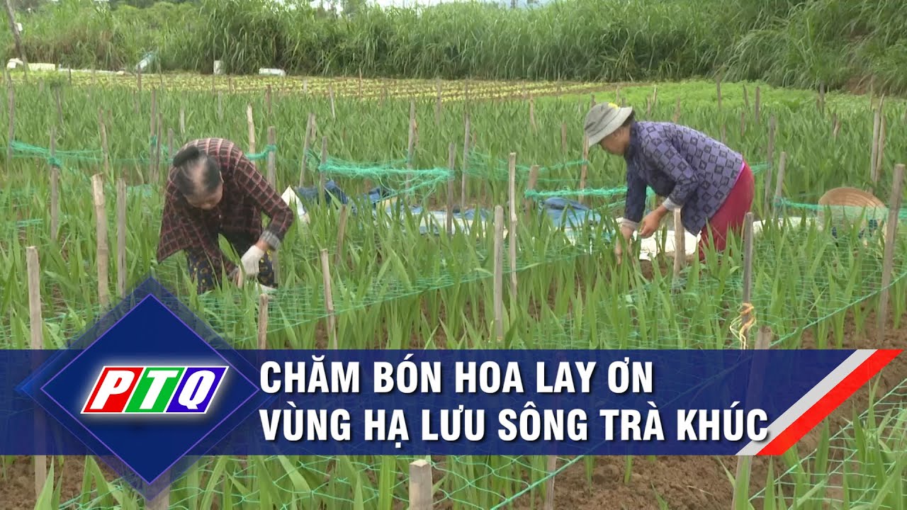 Chăm bón hoa lay ơn vùng hạ lưu sông Trà Khúc | PTQ