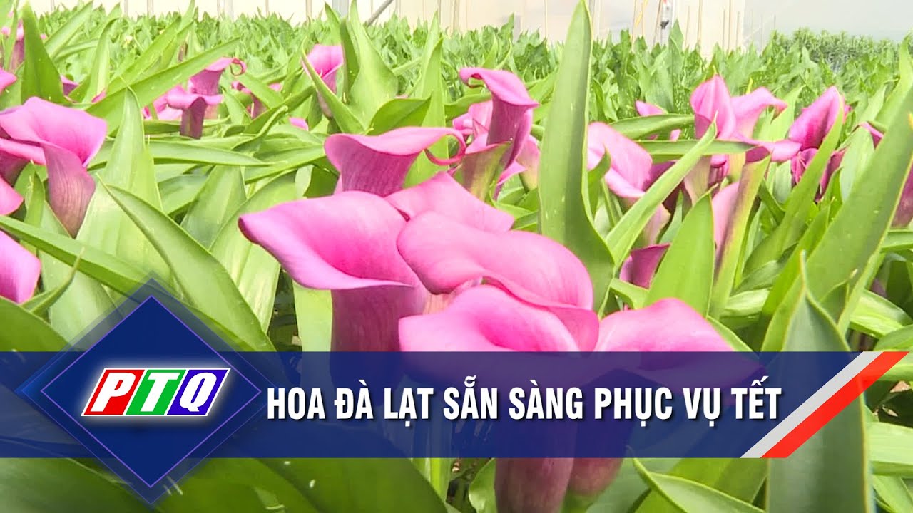 Hoa Đà Lạt sẵn sàng phục vụ Tết | PTQ