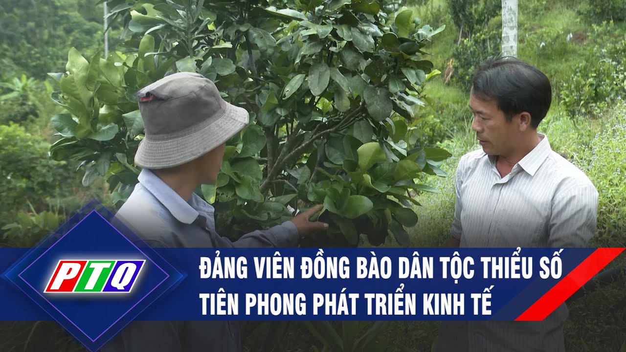 Đảng viên đồng bào dân tộc thiểu số tiên phong phát triển kinh tế  | PTQ