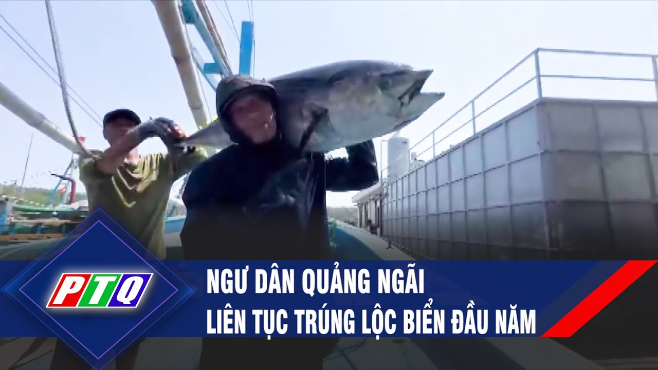 Ngư dân Quảng Ngãi liên tục trúng lộc biển đầu năm  | PTQ