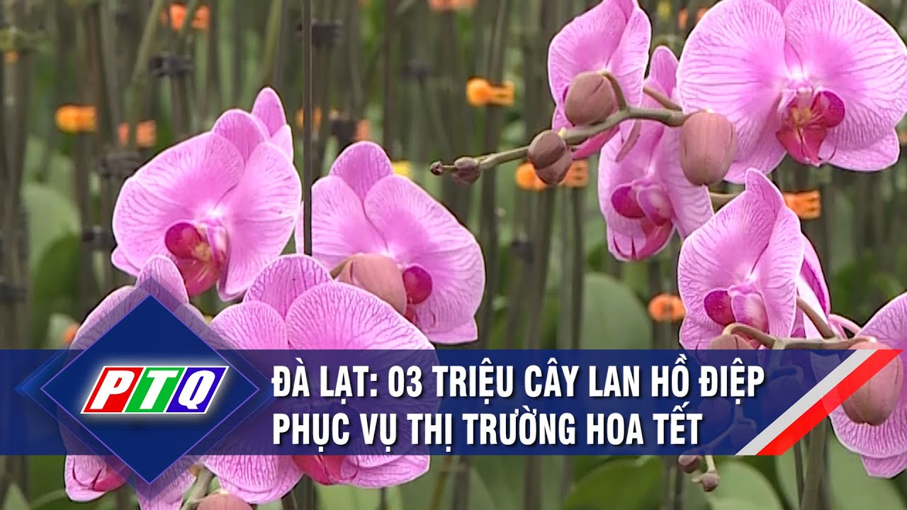 Đà Lạt: 03 triệu cây lan hồ điệp  phục vụ thị trường hoa Tết      | PTQ