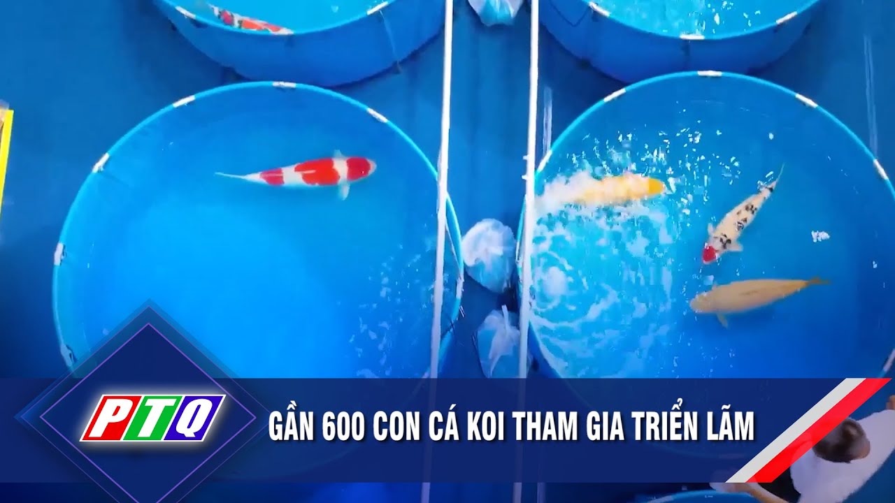 Gần 600 con cá koi tham gia triển lãm | PTQ