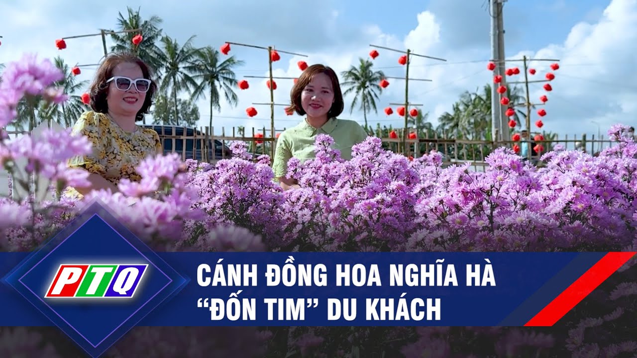 Cánh đồng hoa Nghĩa Hà “đốn tim” du khách | PTQ