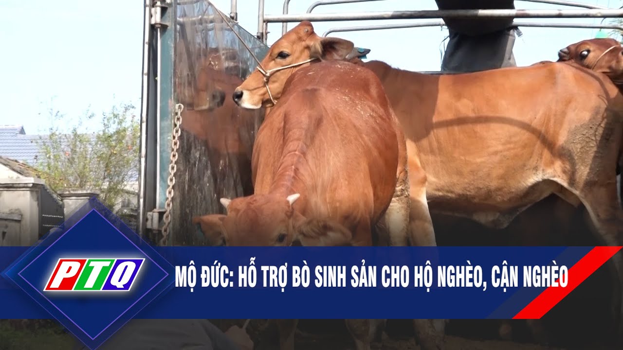 Mộ Đức: Hỗ trợ bò sinh sản cho hộ nghèo, cận nghèo | PTQ