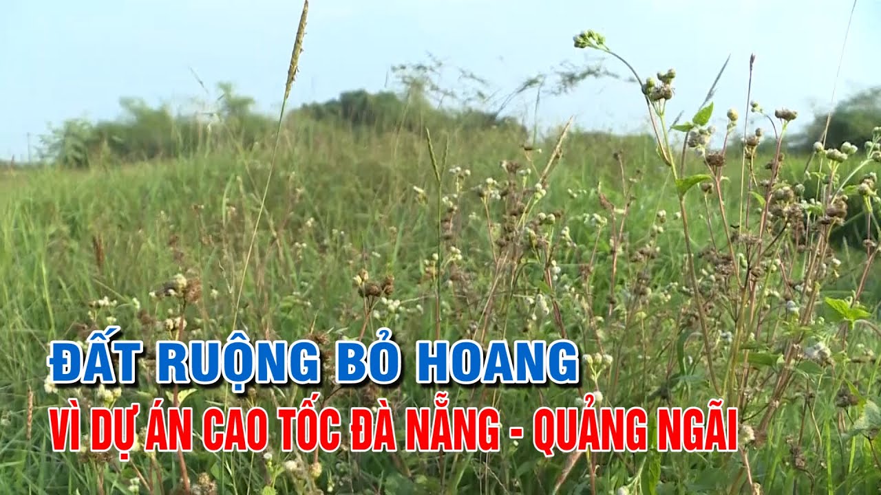 Đất ruộng bỏ hoang vì dự án cao tốc Đà Nẵng - Quảng Ngãi | PTQ