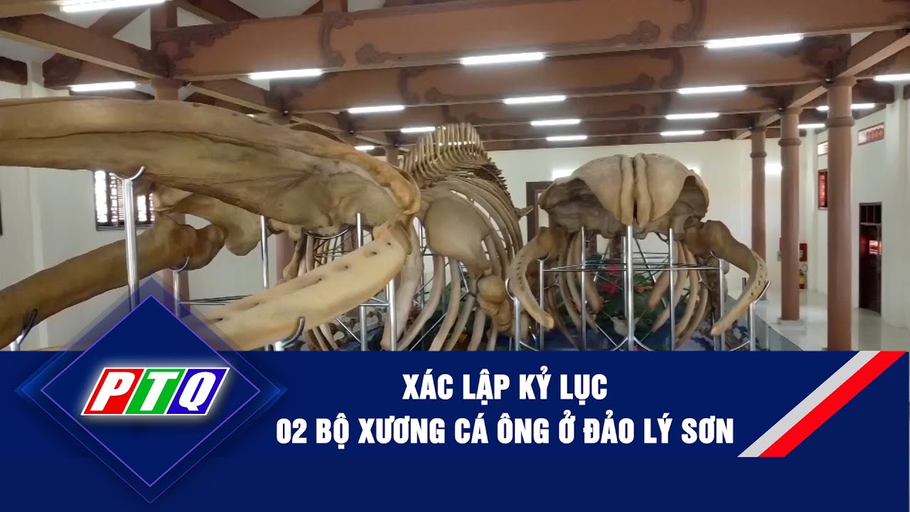 Xác lập kỷ lục 02 bộ xương cá ông ở đảo Lý Sơn| PTQ