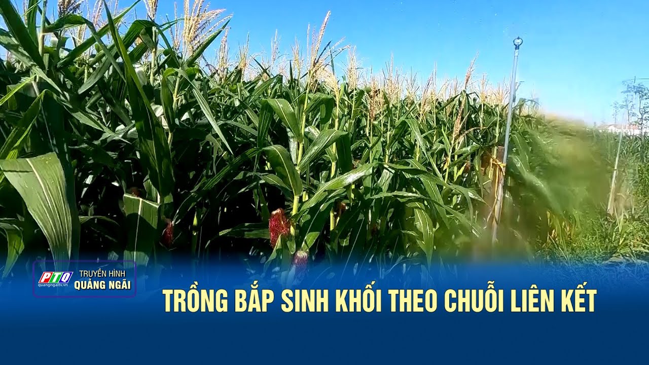 Trồng bắp sinh khối theo chuỗi liên kết | PTQ