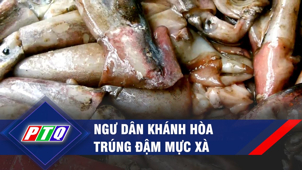 Ngư dân Khánh Hòa trúng đậm mực xà | PTQ