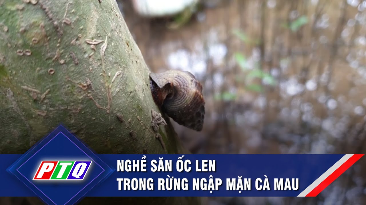 Nghề săn ốc len trong rừng ngập mặn Cà Mau  | PTQ