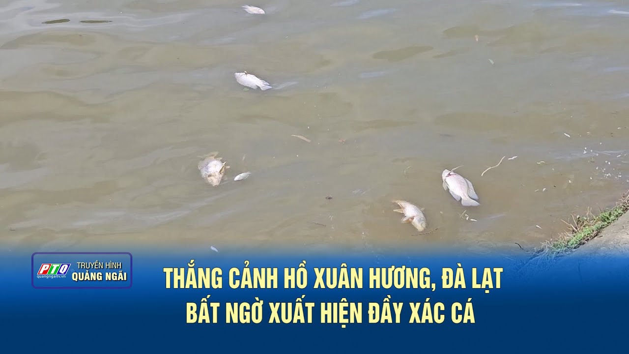 Thắng cảnh Hồ Xuân Hương, Đà Lạt bất ngờ xuất hiện đầy xác cá  | PTQ