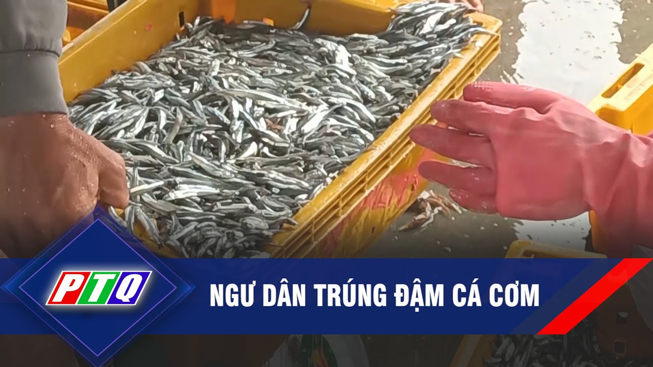 NGƯ DÂN TRÚNG ĐẬM CÁ CƠM | PTQ