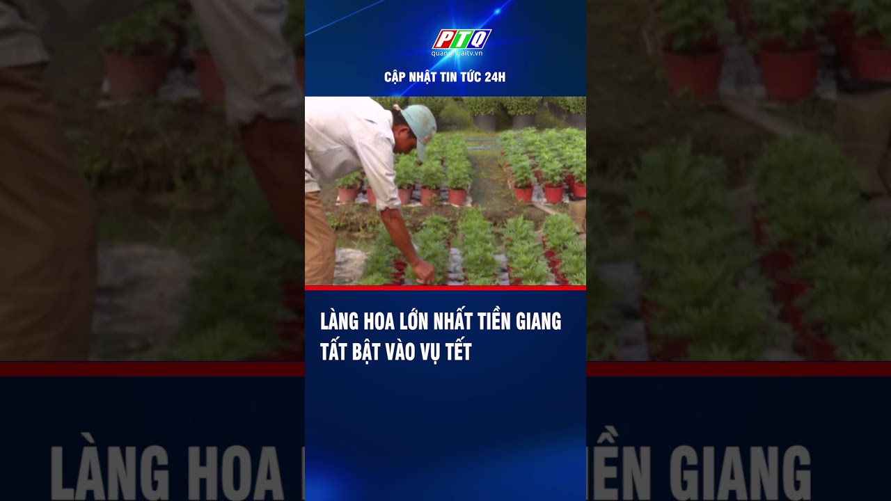 Làng hoa lớn nhất Tiền Giang tất bật vào vụ Tết  | PTQ