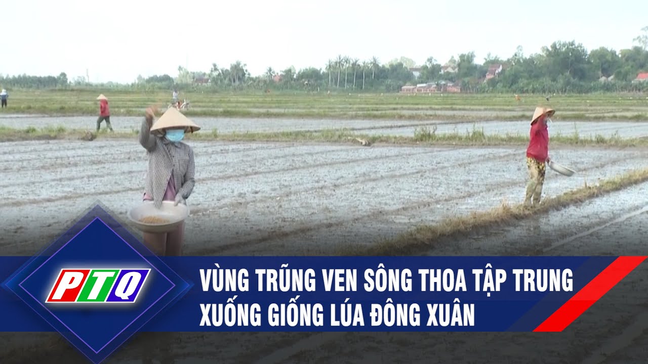 Vùng trũng ven Sông thoa tập trung xuống giống lúa Đông Xuân | PTQ