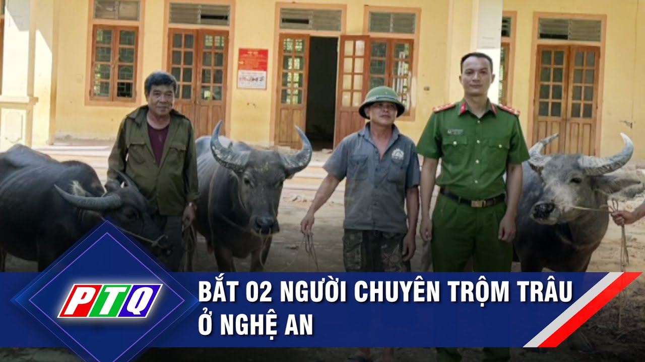 Bắt 02 người chuyên trộm trâu ở Nghệ An | PTQ