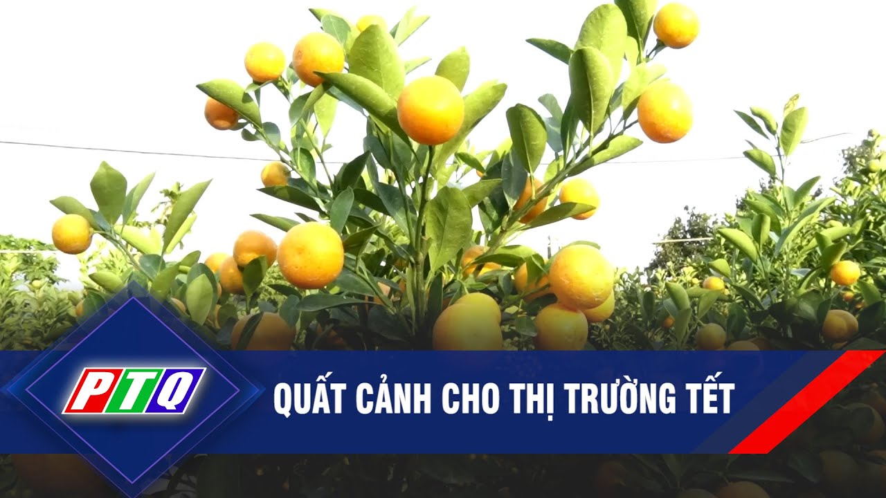 Quất cảnh cho thị trường Tết   | PTQ