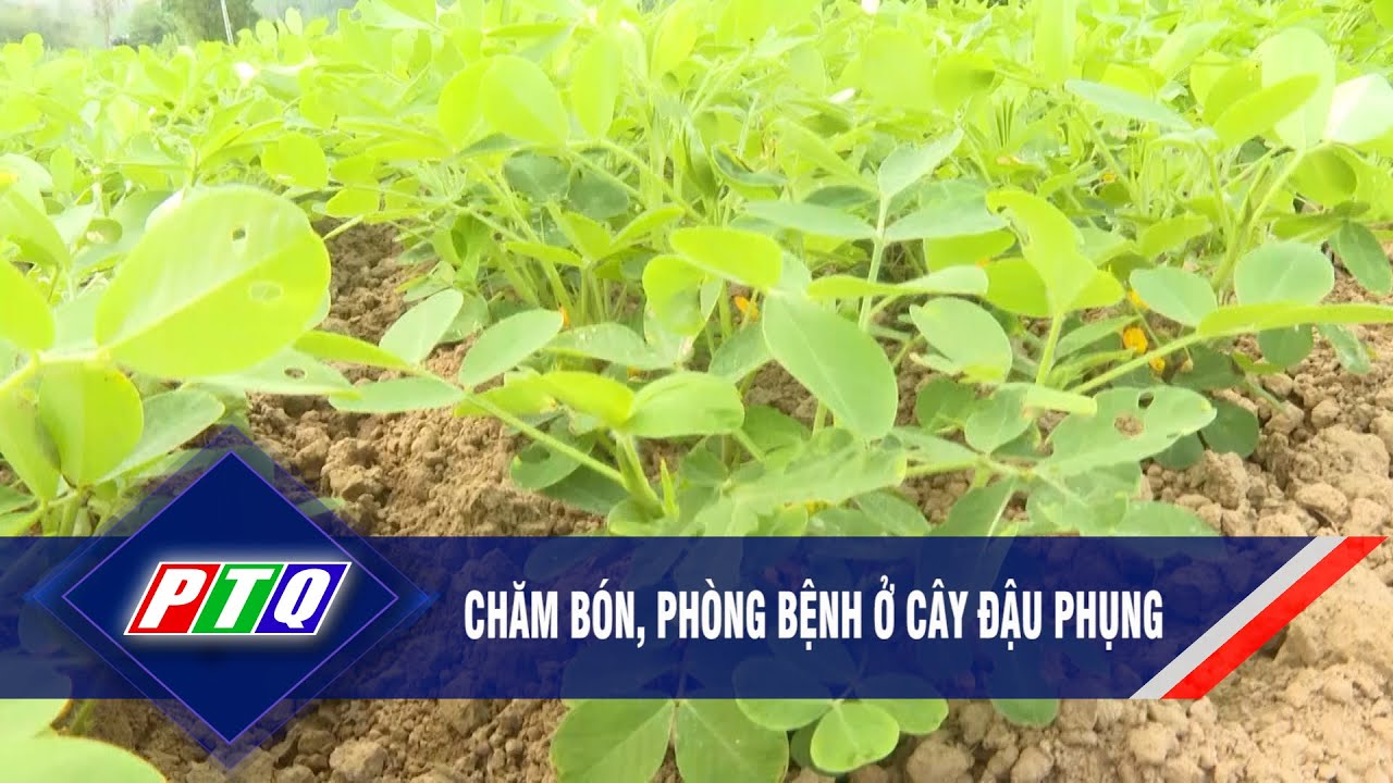 Chăm bón, phòng bệnh ở cây đậu phụng  | PTQ