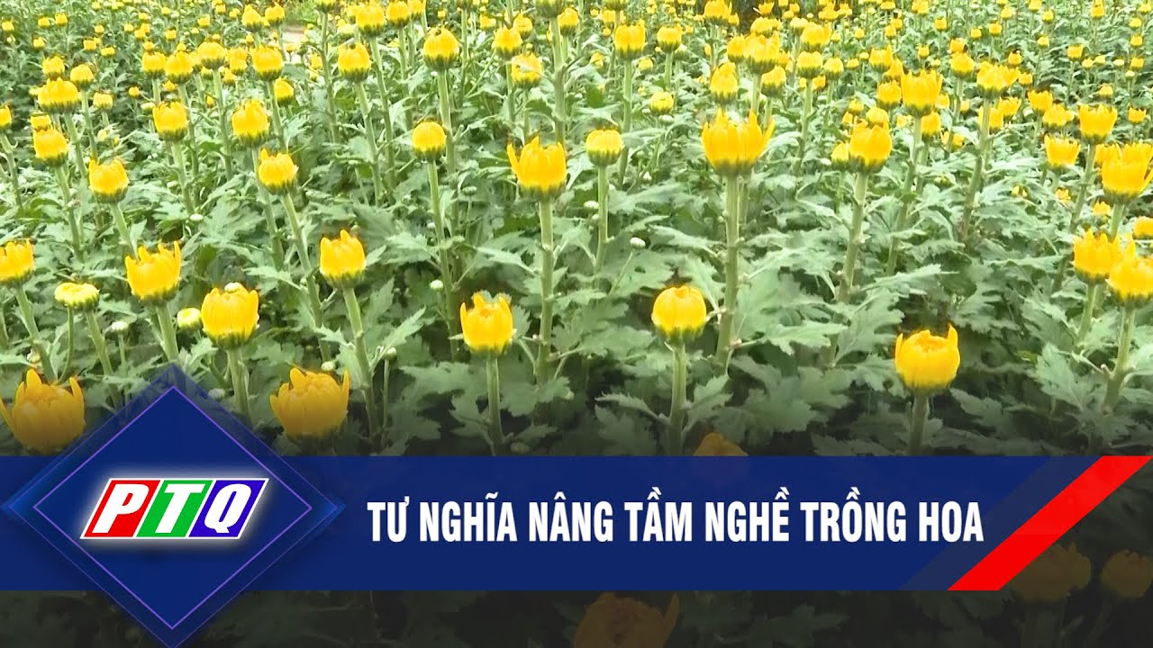 Tư Nghĩa nâng tầm nghề trồng hoa  | PTQ