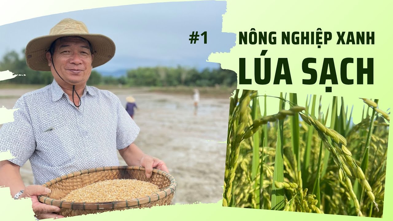 Nông nghiệp xanh | Sản xuất lúa sạch ở xã Tịnh Sơn | #1