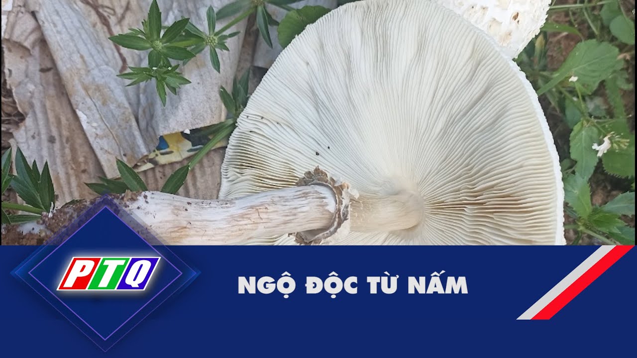 Ngộ độc từ nấm ở Lào Cai | PTQ