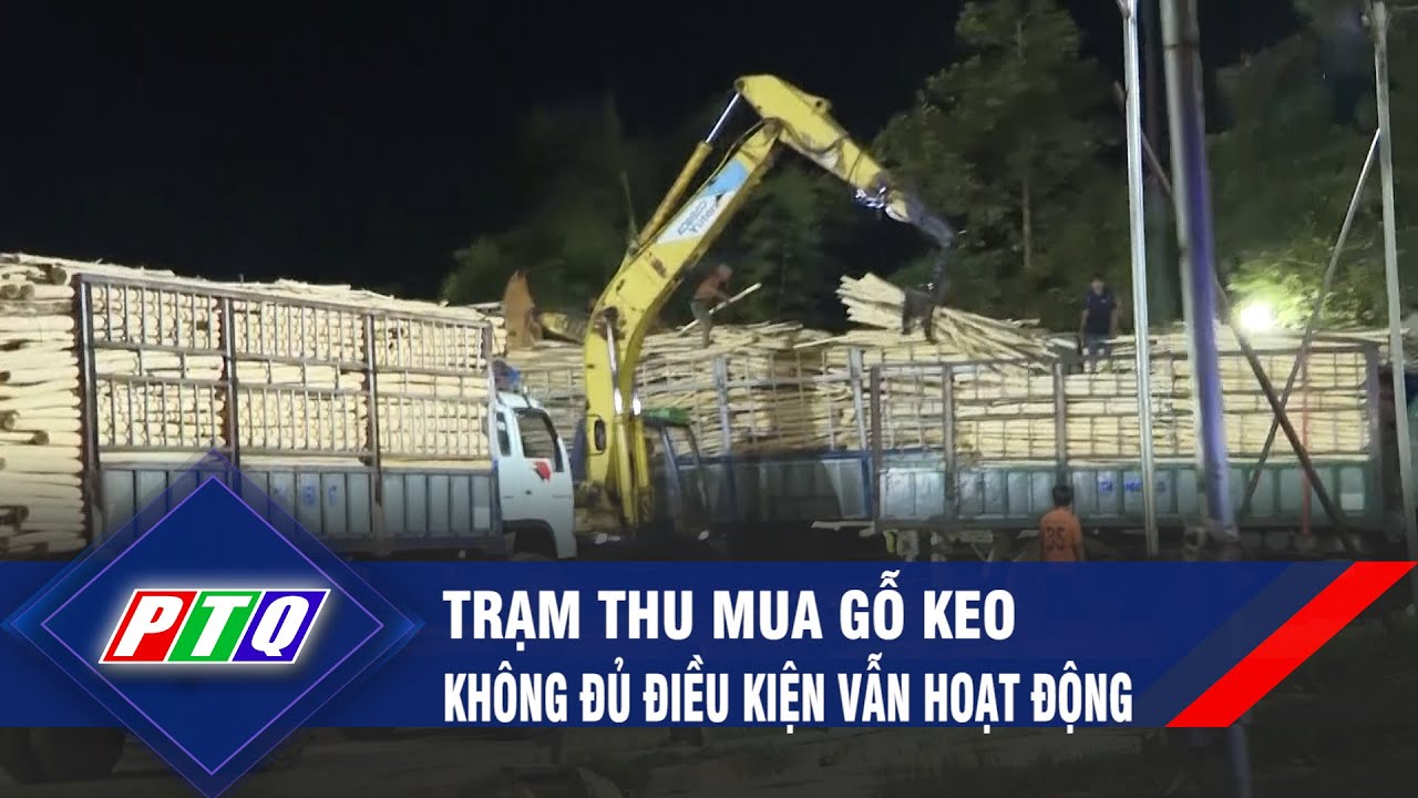 Quảng Ngãi: Trạm thu mua gỗ keo không đủ điều kiện vẫn hoạt động | PTQ