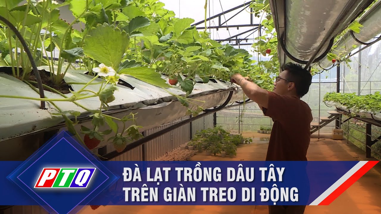 Đà Lạt trồng dâu tây trên giàn treo di động | PTQ