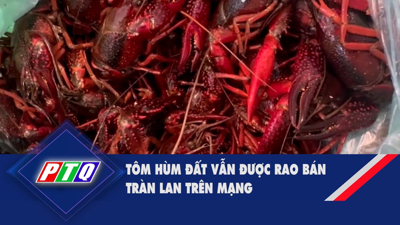 Tôm hùm đất vẫn được rao bán tràn lan trên mạng | PTQ