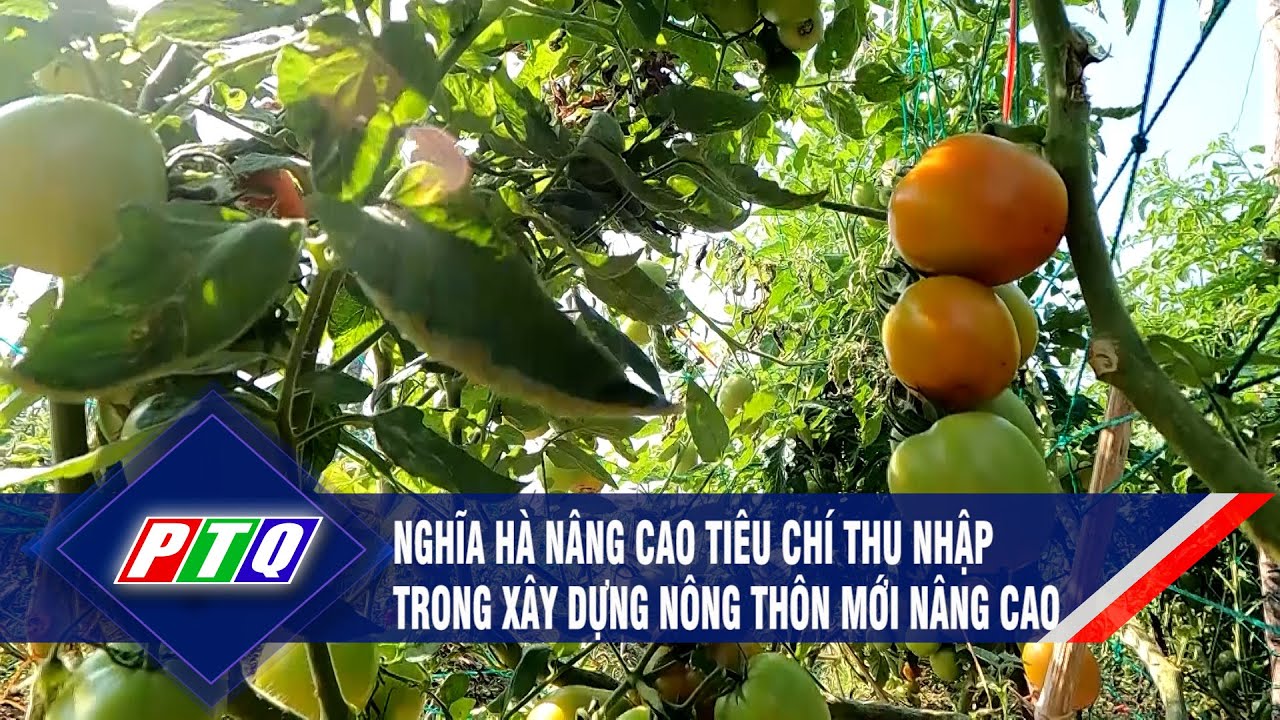 Nghĩa Hà nâng cao tiêu chí thu nhập trong xây dựng nông thôn mới nâng cao | PTQ