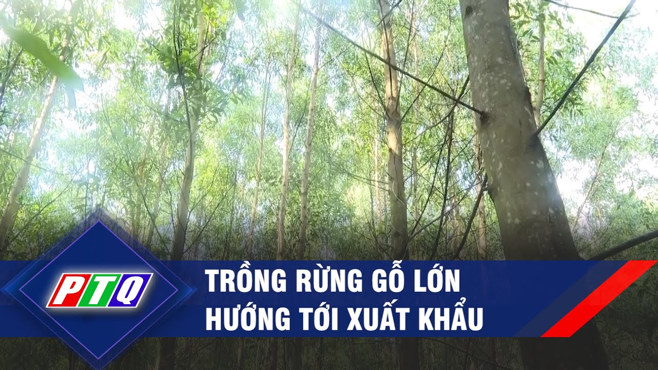 Trồng rừng gỗ lớn hướng tới xuất khẩu | PTQ