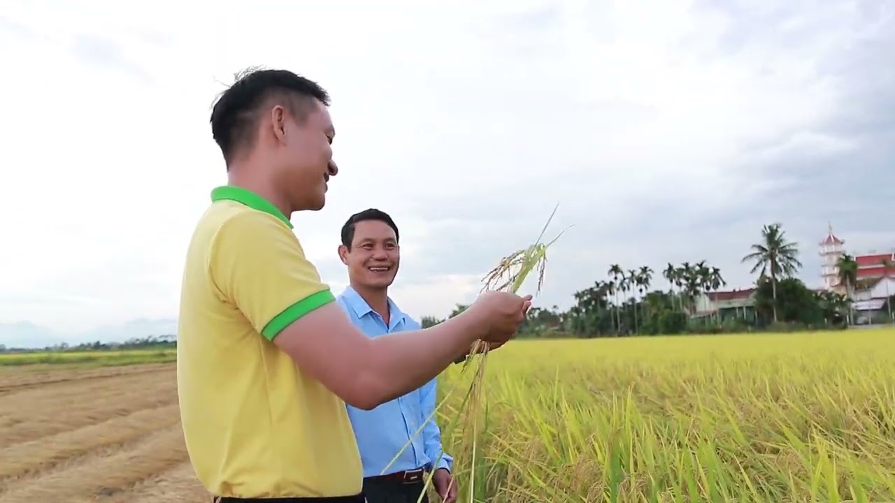 Nông dân Quảng Ngãi liên kết sản xuất lúa chất lượng cao | PTQ