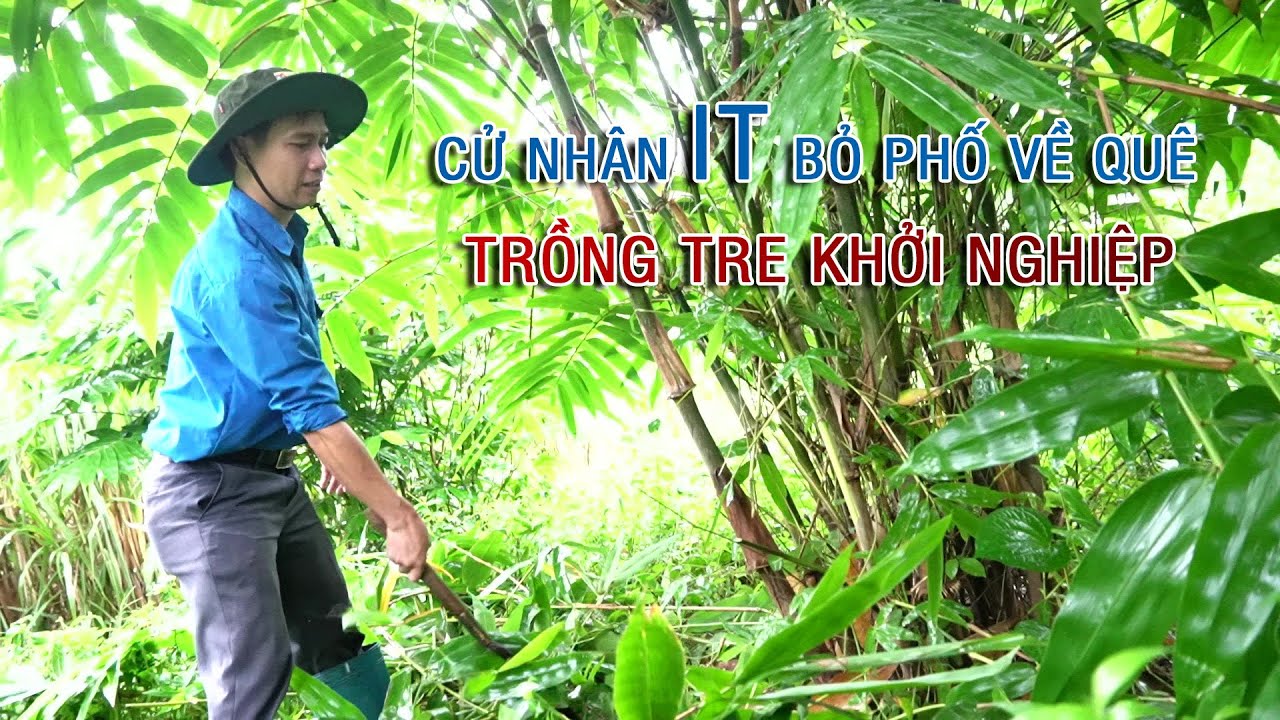 Cử nhân IT về quê trồng tre khởi nghiệp | PTQ