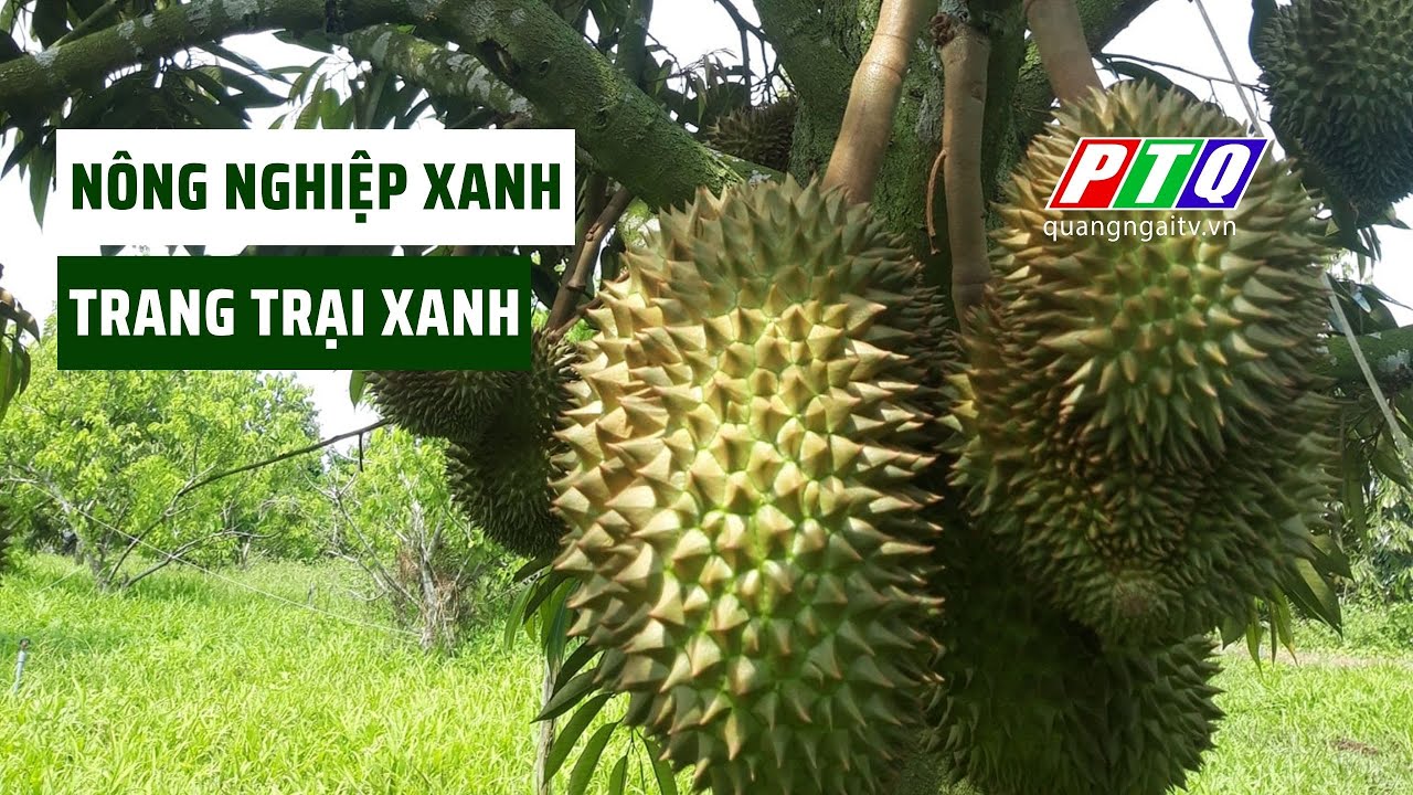 Lợi ích của trang trại xanh | nông nghiệp xanh | PTQ