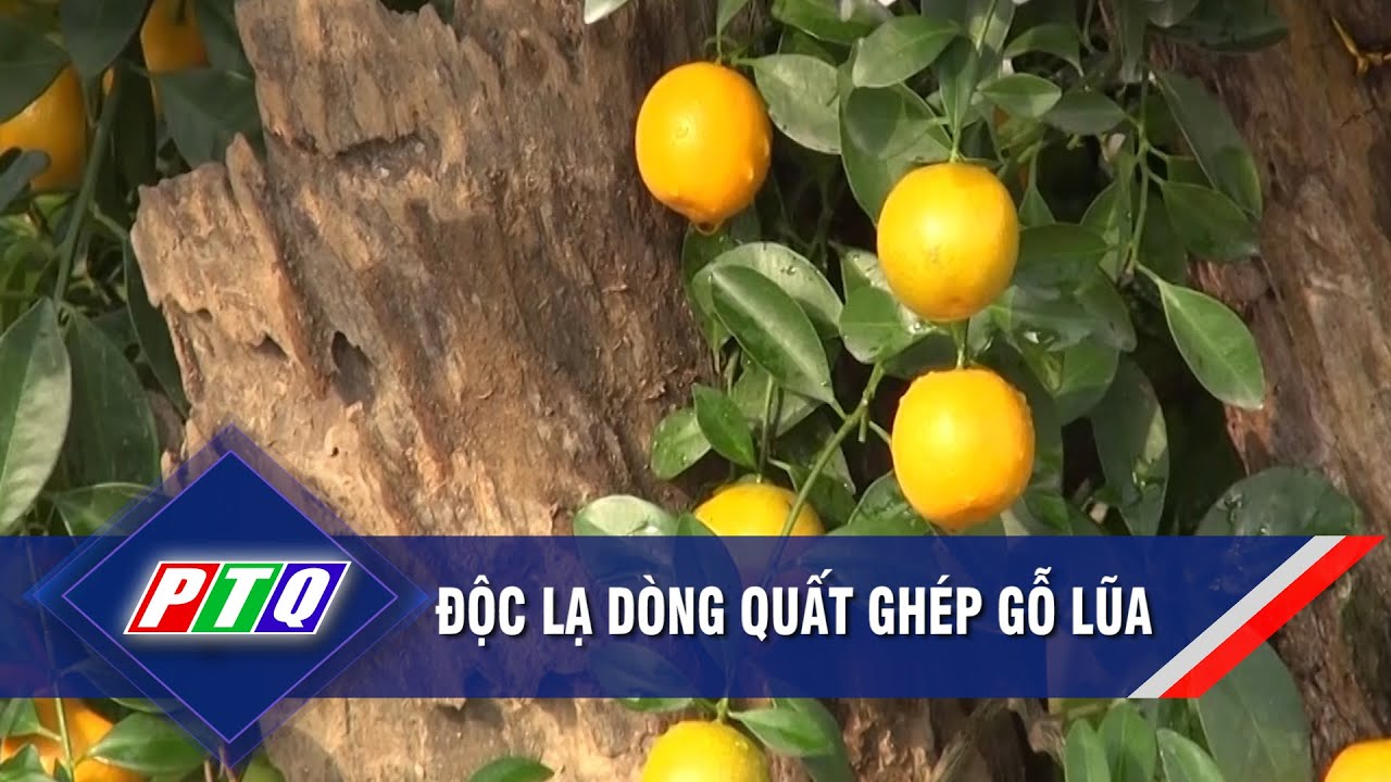 Độc lạ dòng quất ghép gỗ lũa | PTQ