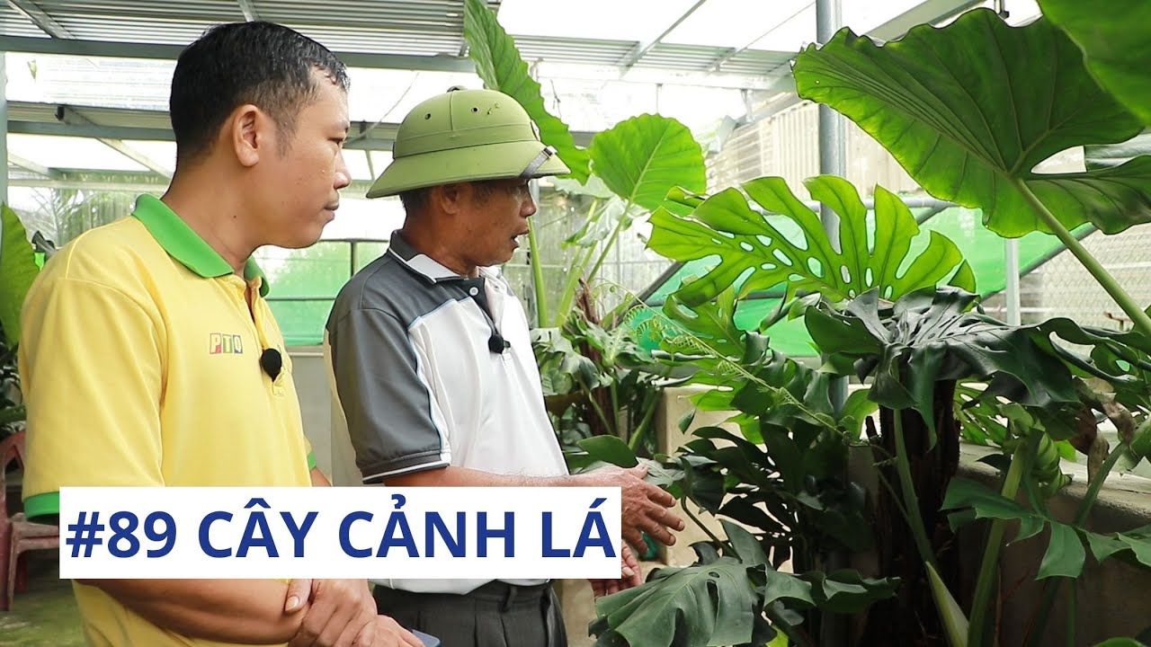 Kinh nghiệm trồng cây cảnh lá | Nông dân hội nhập | #89