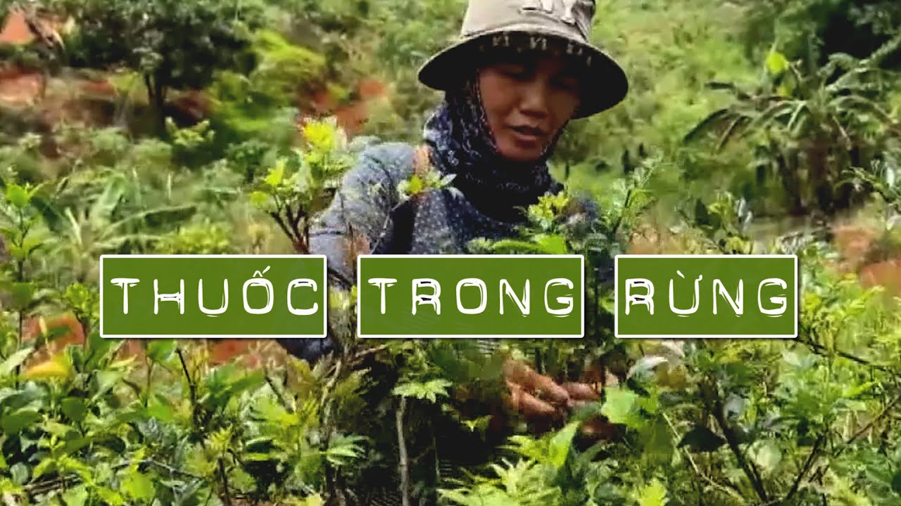 Thuốc trong rừng  | PTQ