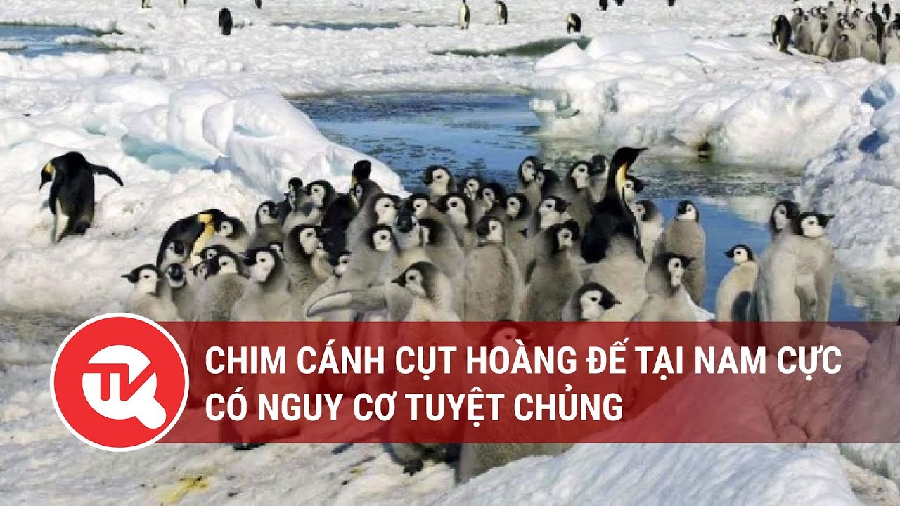 Chim cánh cụt hoàng đế tại Nam Cực có nguy cơ tuyệt chủng | Truyền hình Quốc hội Việt Nam