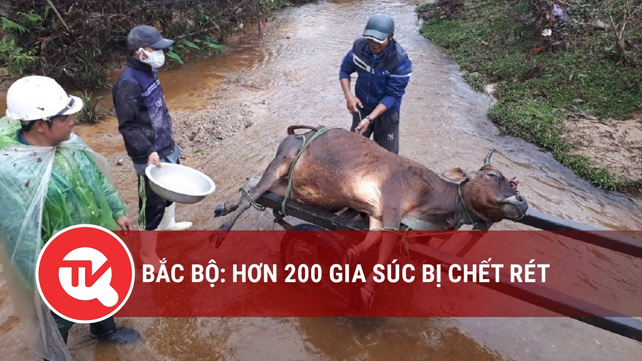 Bắc Bộ: Hơn 200 gia súc bị chết rét | Truyền hình Quốc hội Việt Nam