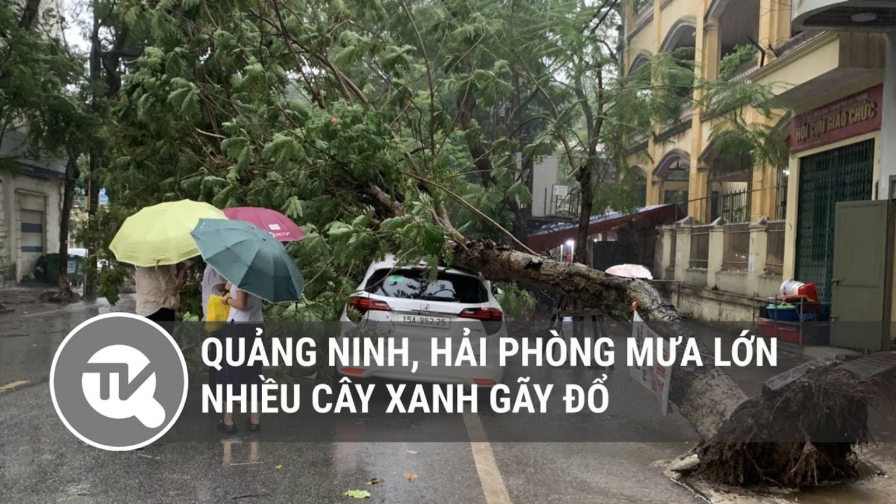 Quảng Ninh, Hải Phòng mưa lớn, nhiều cây xanh gãy đổ | Truyền hình Quốc hội Việt Nam