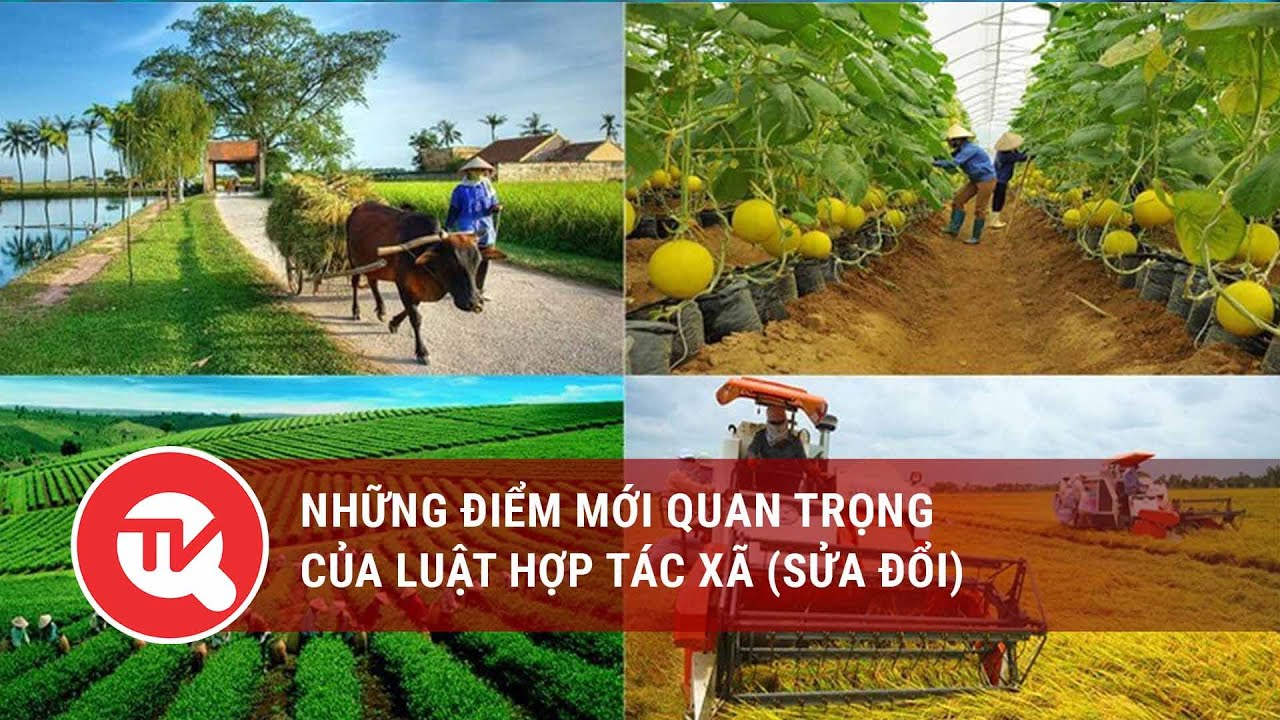 Những điểm mới quan trọng của Luật Hợp tác xã (sửa đổi) | Truyền hình Quốc hội Việt Nam