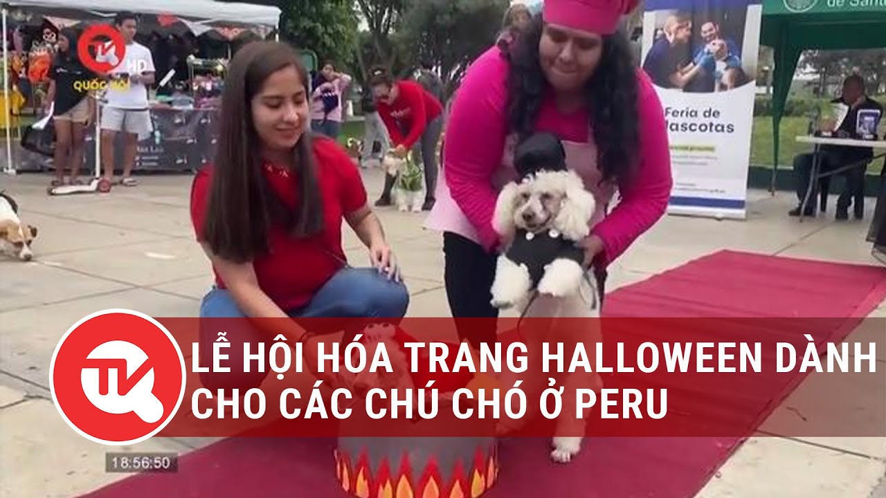 Lễ hội hóa trang Halloween dành cho các chú chó ở Peru | Truyền hình Quốc hội Việt Nam