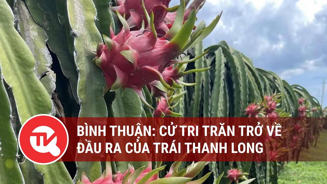 Bình thuận: Cử tri trăn trở về đầu ra của trái thanh long | Truyền hình Quốc hội Việt Nam