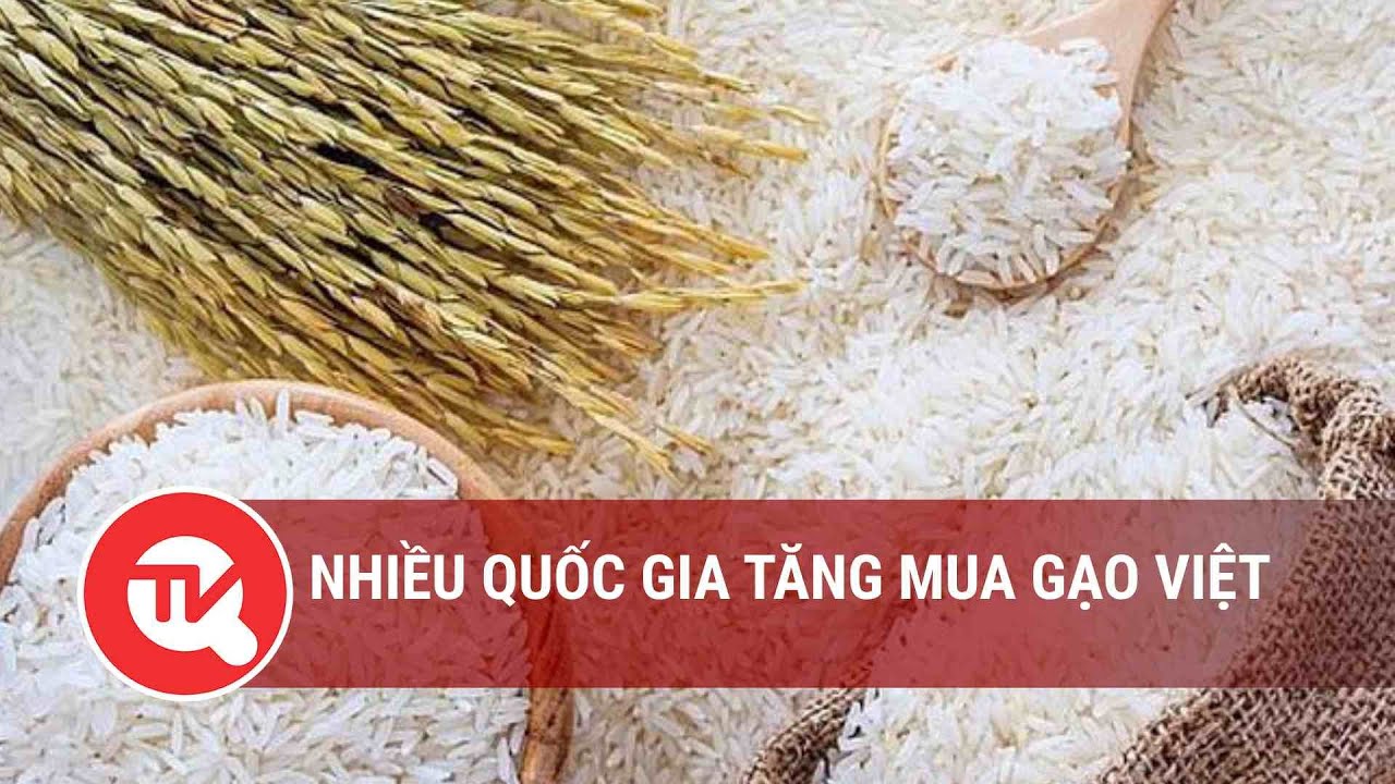 Nhiều quốc gia tăng mua gạo Việt | Truyền hình Quốc hội Việt Nam