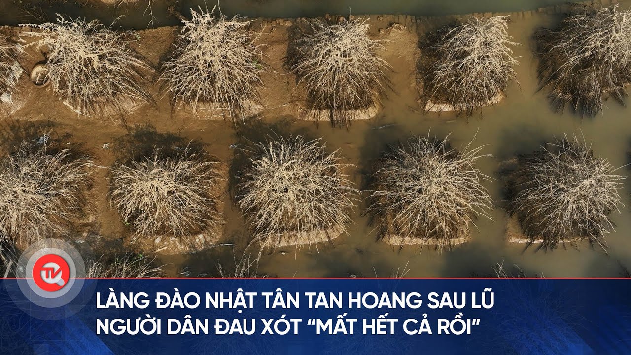 Làng đào Nhật Tân tan hoang sau lũ, người dân đau xót “mất hết cả rồi, chết hết cả rồi”