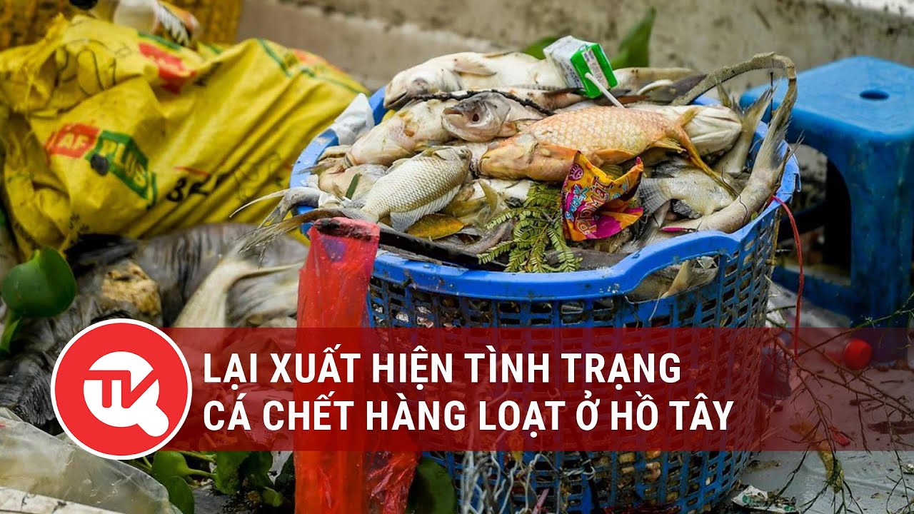 Lại xuất hiện tình trạng cá chết hàng loạt ở Hồ Tây | Truyền hình Quốc hội Việt Nam