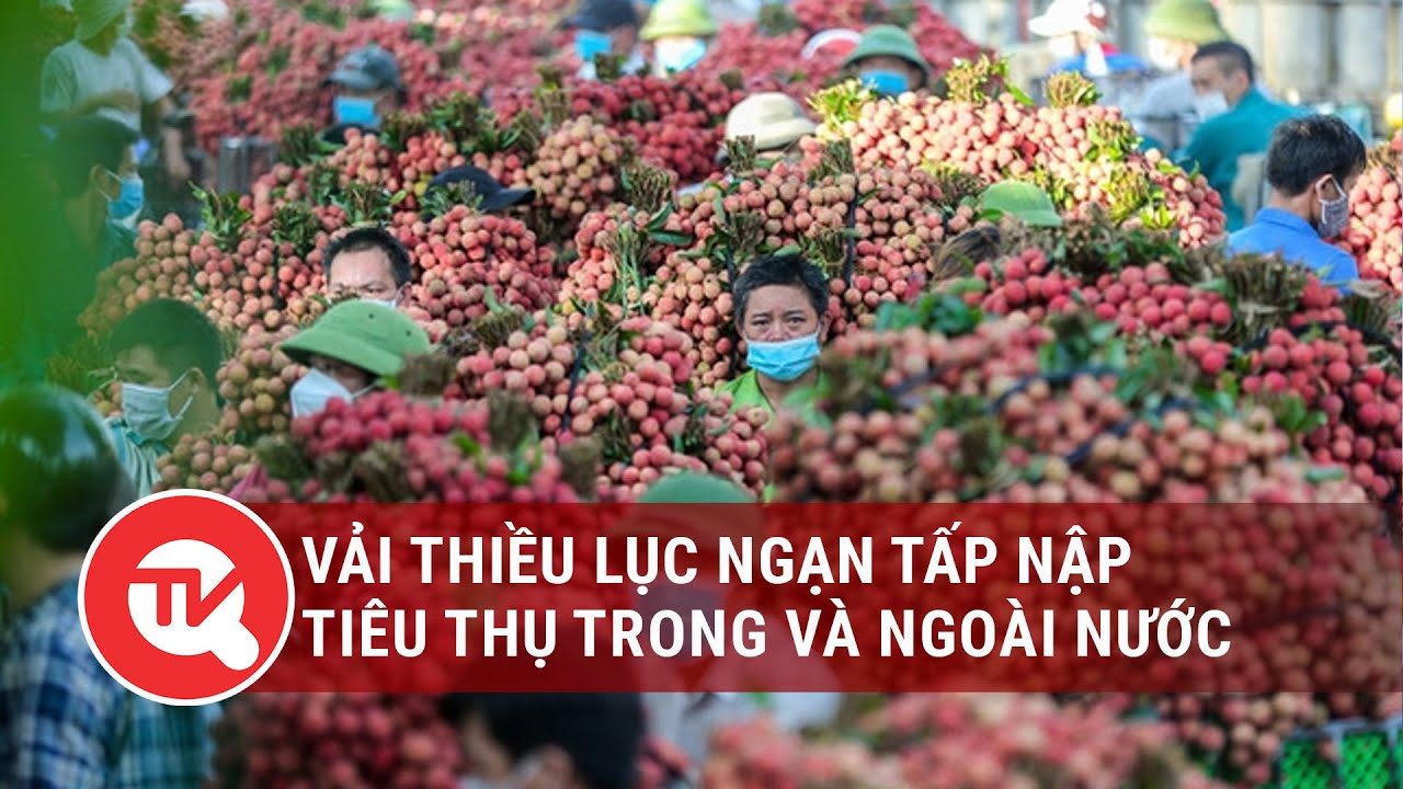 Vải thiều Lục Ngạn tấp nập tiêu thụ trong và ngoài nước | Truyền hình Quốc hội Việt Nam