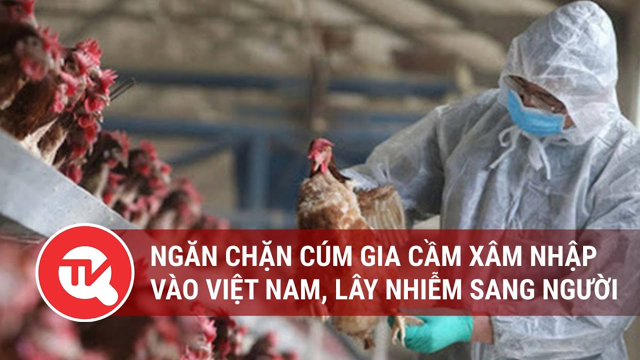 Ngăn chặn cúm gia cầm xâm nhập vào Việt Nam, lây nhiễm sang người | Truyền hình Quốc hội Việt Nam