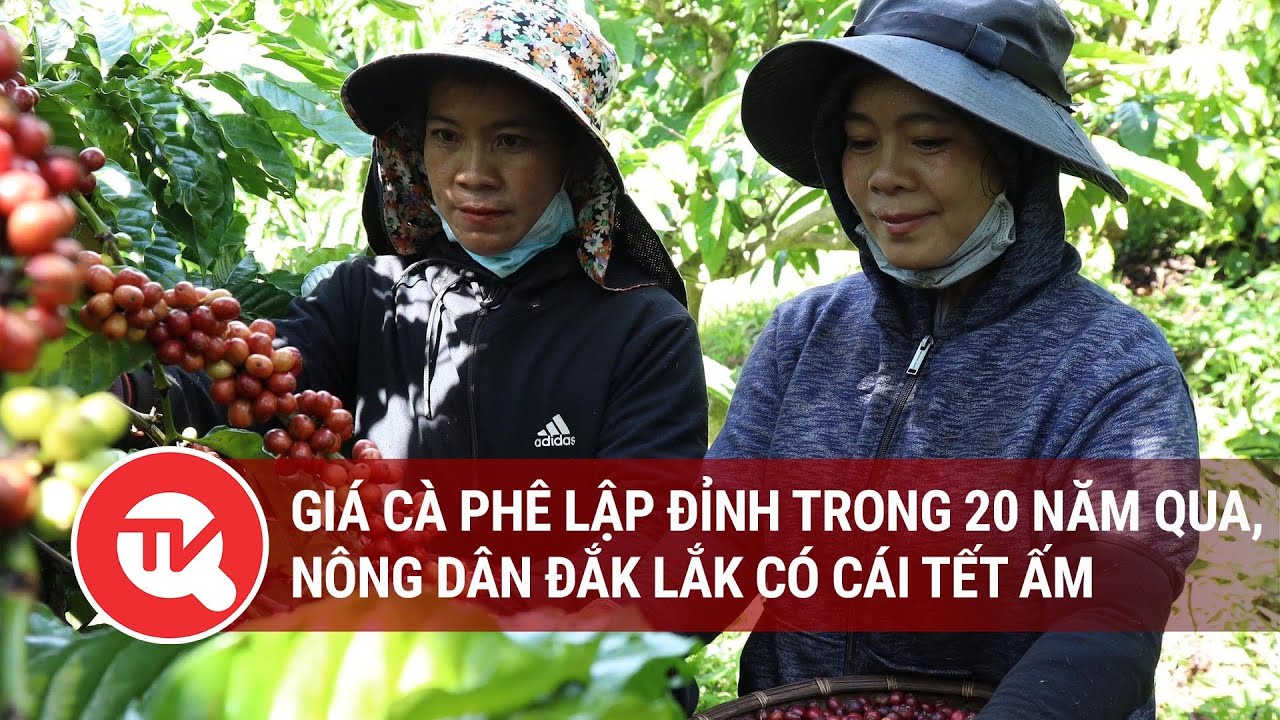 Giá cà phê lập đỉnh trong 20 năm qua, nông dân Đắk Lắk có cái tết ấm | Truyền hình Quốc hội Việt Nam